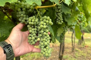 U vinogradima prisutne štetočine koje ugrožavaju proizvodnju grožđa. Kako reagovati?