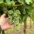 U vinogradima prisutne štetočine koje ugrožavaju proizvodnju grožđa. Kako reagovati?