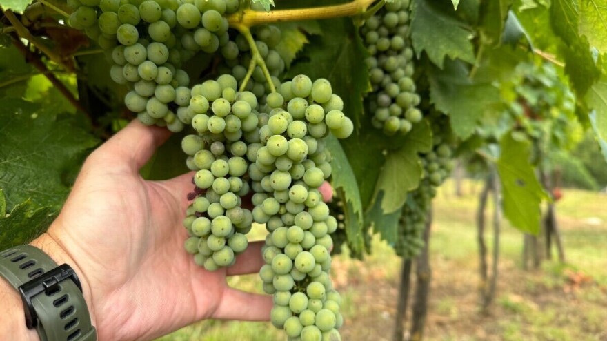 Promjenjivo vrijeme pogoduje bolestima vinove loze, evo s čime obaviti zaštitu