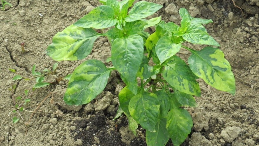 Šarenilo listova paprike - šire ga i lisne uši