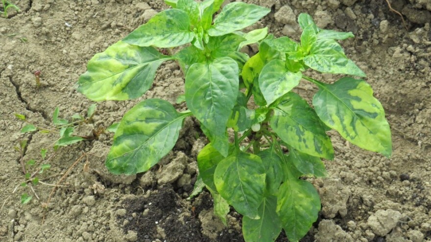 Šarenilo listova paprike - šire ga i lisne uši