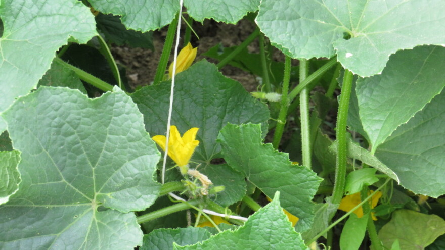 Kada sejati krastavce za kišeljenje?