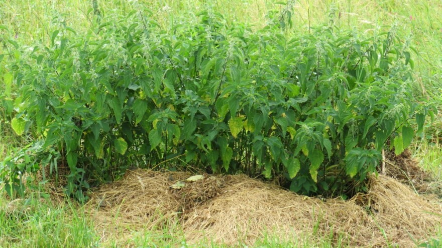 Šta uraditi kada pretjeramo s đubrivom od koprive?