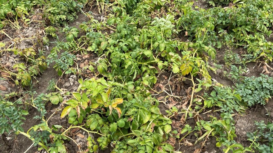 Propadanje cime: Krompirov moljac napada - sprovedite mere kontrole