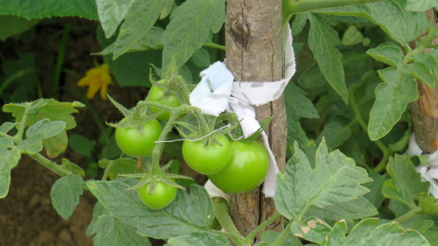 Kako ubrzati dozrijevanje rajčice?