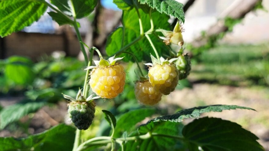 Zašto su žute maline sve traženije na domaćem tržištu?