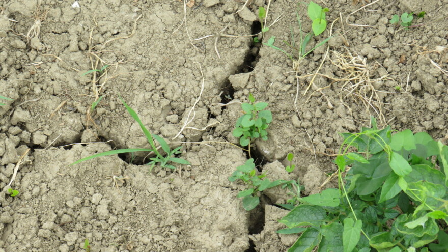 Stiže prvi zakon EU o kvalitetu zemljišta: Šta čeka države članice?