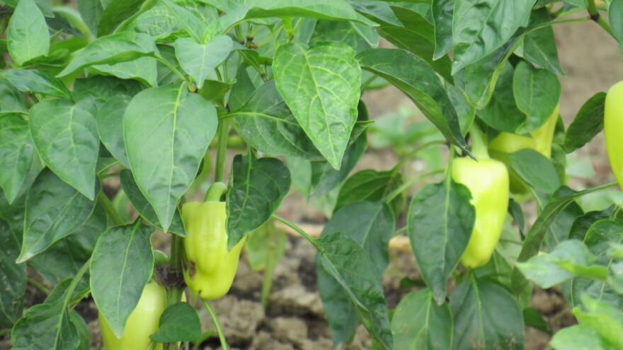 Šta beremo i sejemo u avgustu?