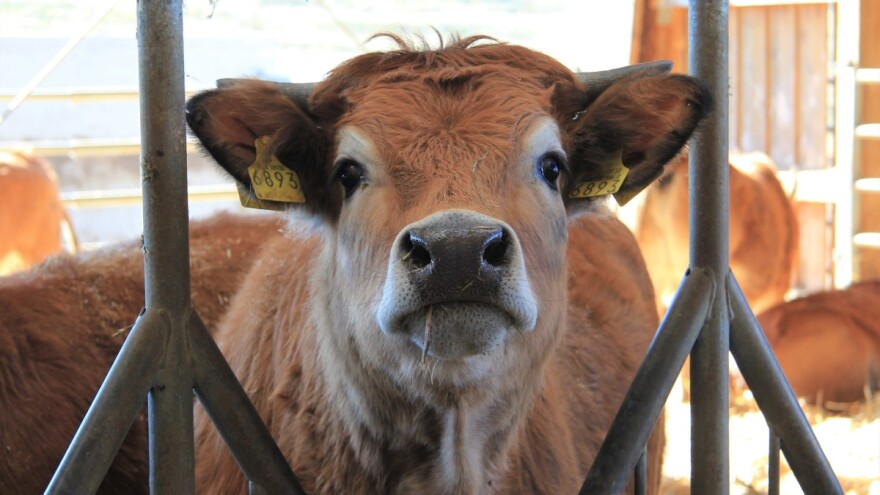 Hoćemo li zbog podrigivanja krava iz tanjura izbaciti crveno meso?