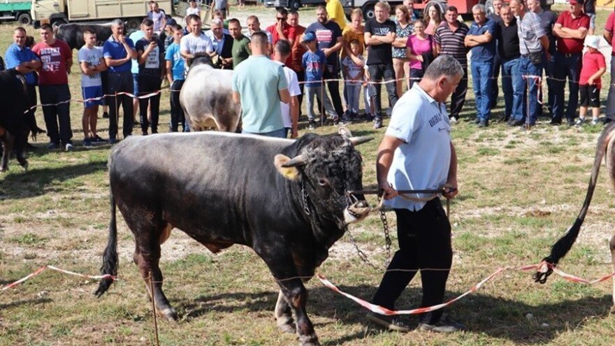Detalji sa stočne izložbe u Gacku - autohtono govedo pokupilo pažnju
