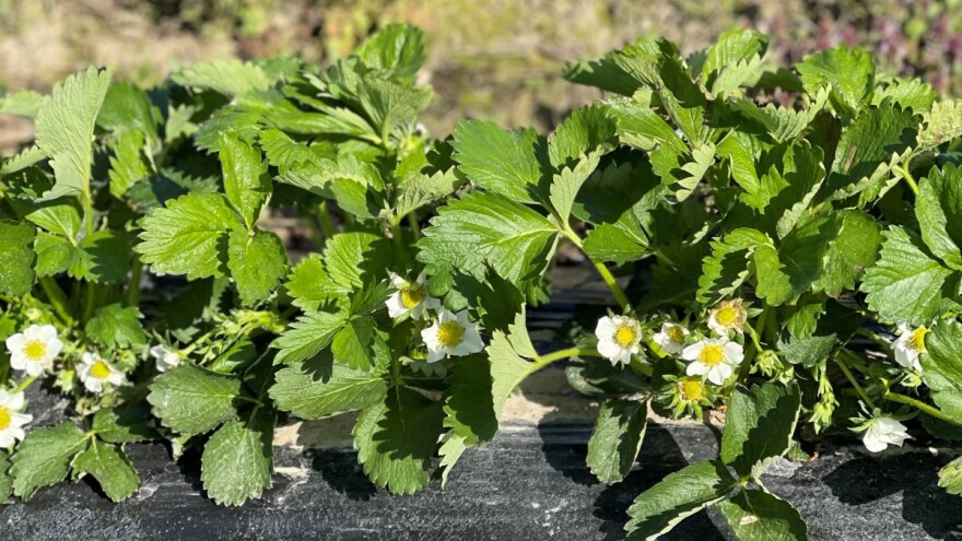 Zaštita: maline od grinje, kupine od rđe i jagode od truleži