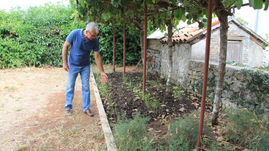 Divlje šparoge - možemo li ih uzgojiti u vrtu kako bi u njima uživali i ljeti?