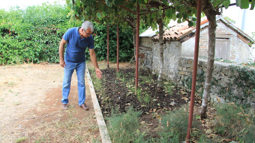 Divlje šparoge - možemo li ih uzgojiti u vrtu kako bi u njima uživali i ljeti?