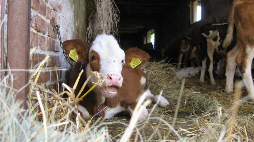 Od balansirane ishrane zavisi uspeh