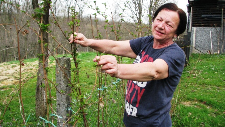 Profesorica i direktorica Rajna Soldat - uzgaja organsko voće i povrće