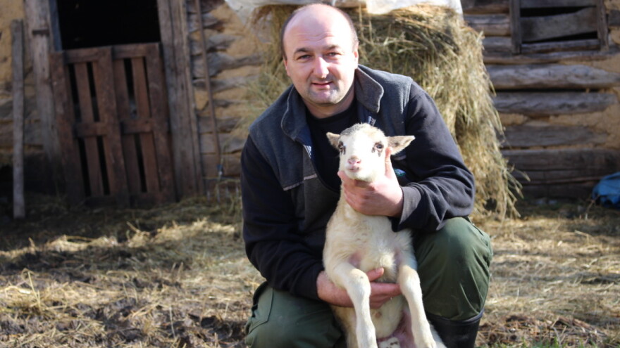 Rogulja: Janjaca ima u izobilju pa nas nakupci ucjenjuju