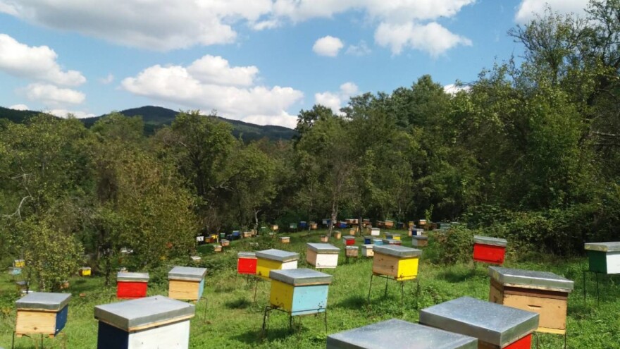 Profesor biologije napustio prosvetu i posvetio se pčelarstvu