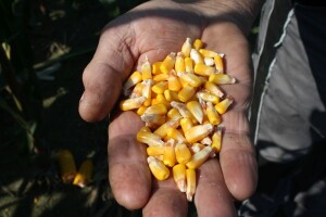 Hibrid Persic vodeći u pokusu na OPG-u Mihaela Skendera s preko 16,6 t/ha