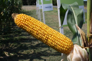 RWA predstavio rezultate hibrida Urbanix, prinosi kukuruza do 16 t/ha