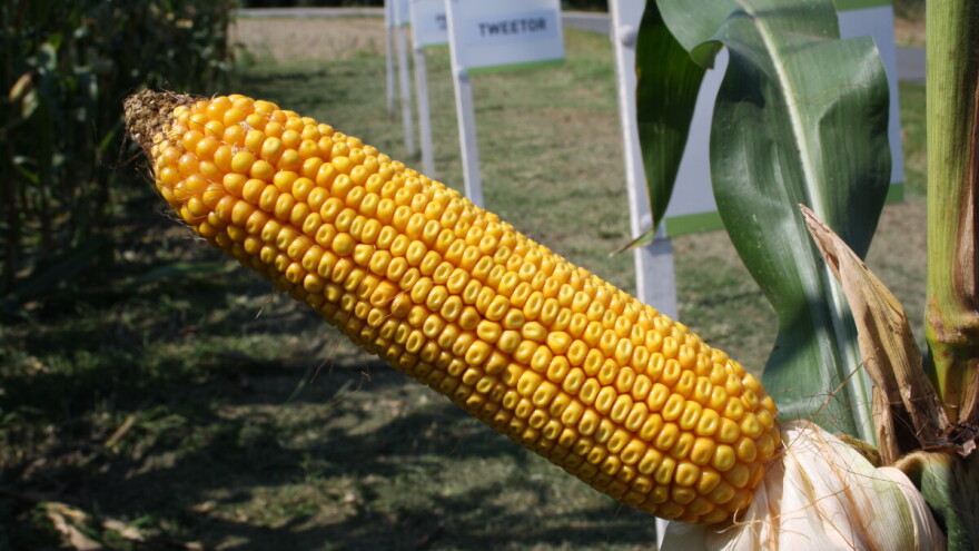 RWA predstavio rezultate hibrida Urbanix, prinosi kukuruza do 16 t/ha