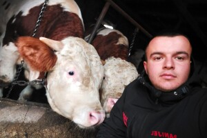 Farma "Pađan" pred gašenjem - ako ne dobije zemljište, Danijel u maju prodaje krave