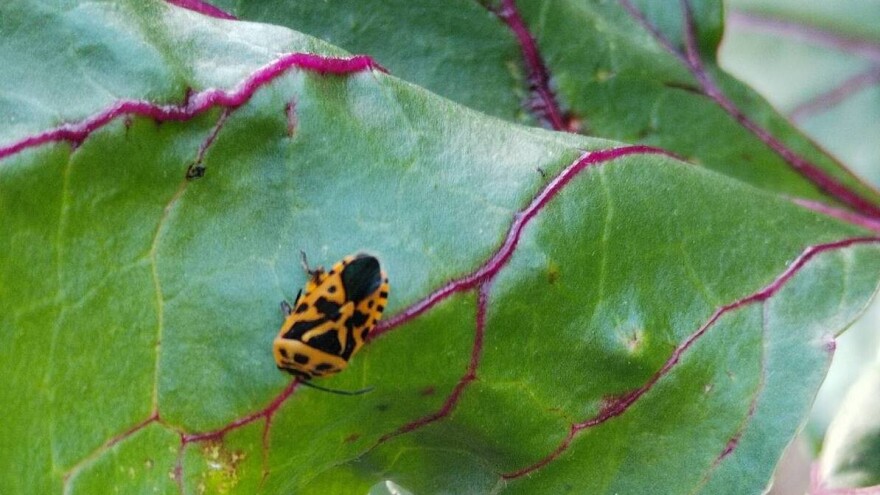 Kupusne stenice prave velike štete u usevima kupusnjača. Šta preduzeti?