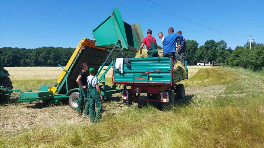 Pitomački srednjoškolci pobrali 20 hektara ekološki uzgojene kamilice