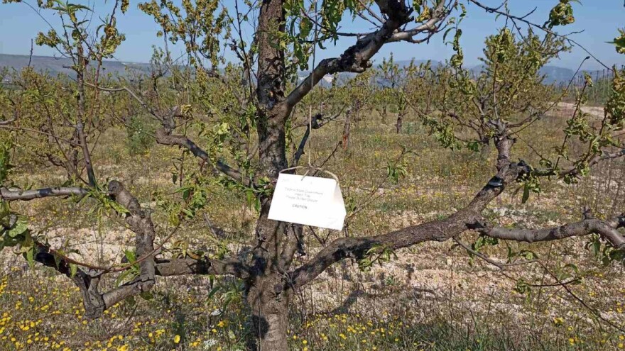 Preporuka voćarima: Zaštite voćnjake od breskvinog savijača