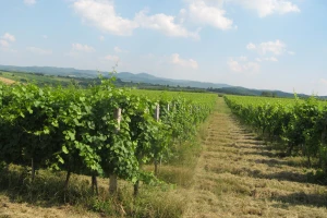 Zrna grožđa veća nego što bi trebalo - kakvo će biti vino?