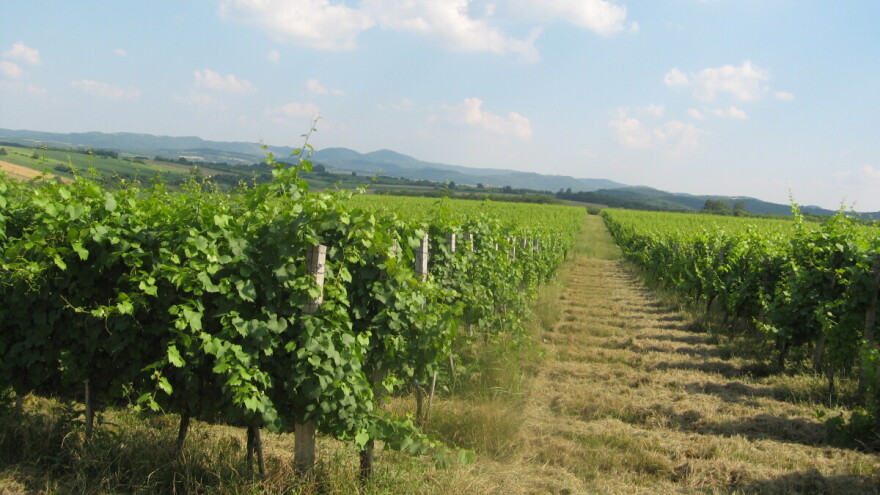 Zrna grožđa veća nego što bi trebalo - kakvo će biti vino?