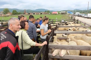 Rogatička manifestacija - izabrani najbolji krompir, kajmak i grla