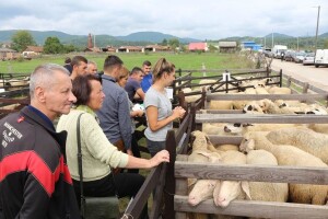 Rogatička manifestacija - izabrani najbolji krompir, kajmak i grla