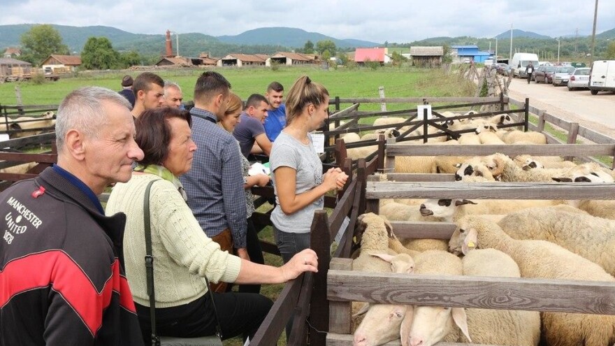 Rogatička manifestacija - izabrani najbolji krompir, kajmak i grla