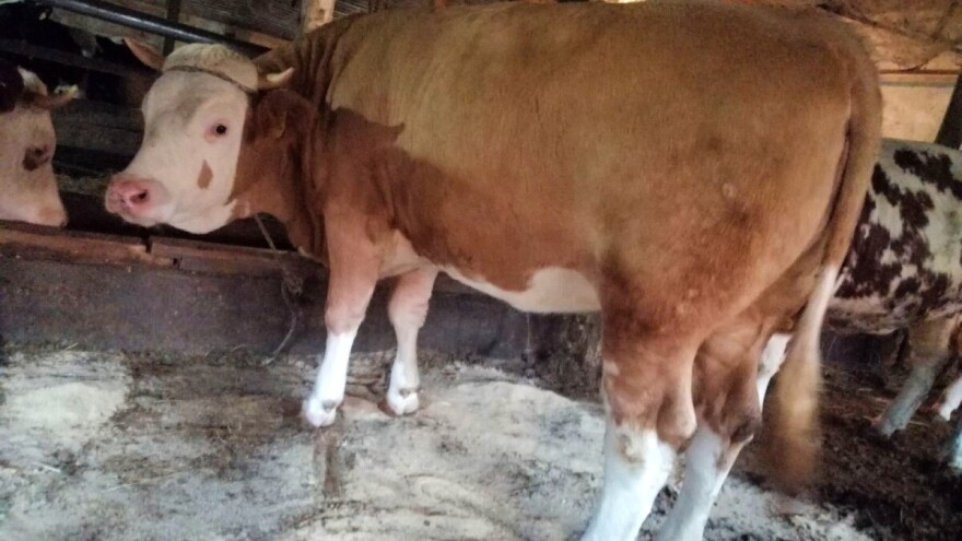 Osmanova junica izdominirala na izložbi: "Svima su oči stale kad su je vidjeli"