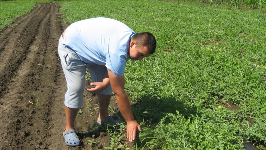 Gružanske lubenice i dinje kasne dve nedelje