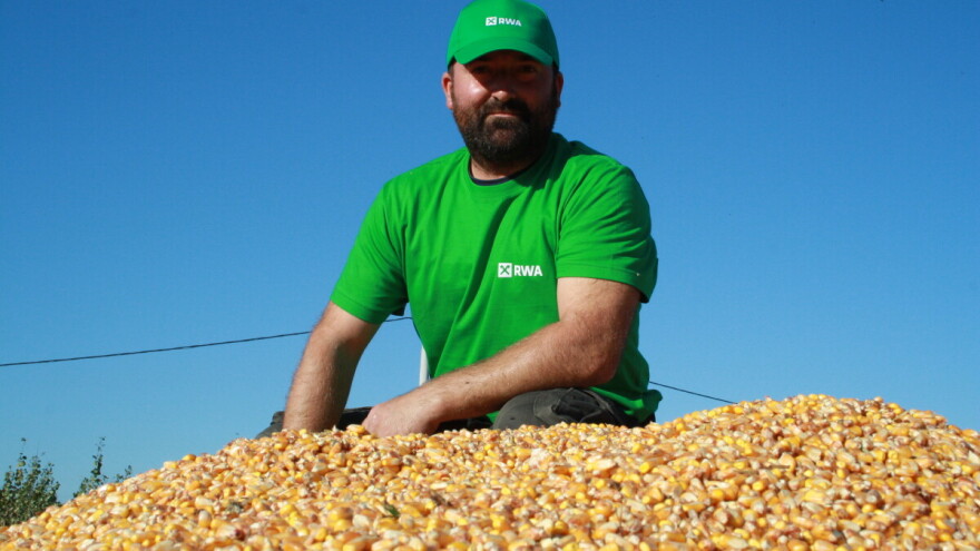 PERSIC je novi RWA dragulj među hibridima kukuruza s prinosom preko 14 t/ha