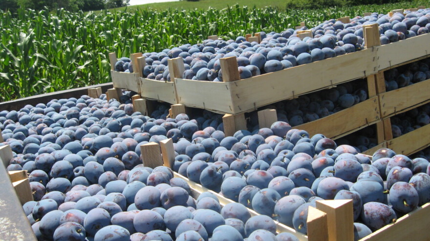 Ime porekla i geografska oznaka: Put do brendiranja proizvoda i regije