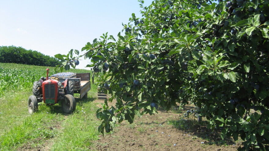 Nova sorta šljive stiže iz Čačka - još čeka ime!