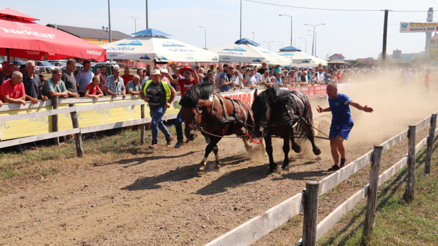 Ljubav prema konjima je posebna: Jedan od njamlađih štrapara ima 15 godina