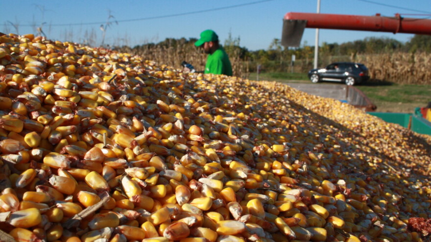 Na OPG-u Miklin Davora hibrid INCLUSIV ostvario gotovo 18 t/ha