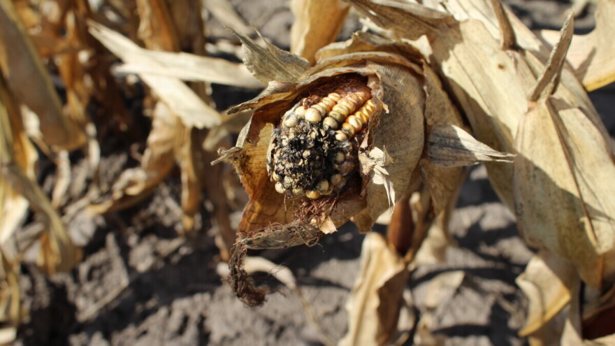 Loša prognoza prinosa za središte i istok Evrope - kako stoji zapad?