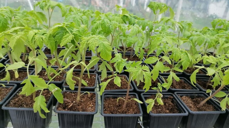 Bolesti rasada i kako ga zaštititi?