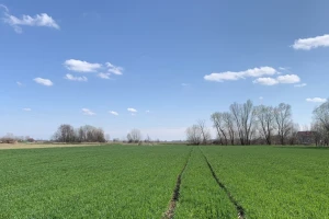 Zaštita žitarica od uskolisnih i širokolisnih korova: Upotrijebite herbicide na vrijeme
