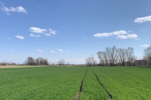 Zaštita žitarica od uskolisnih i širokolisnih korova: Upotrijebite herbicide na vrijeme