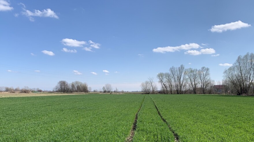 Zaštita žitarica od uskolisnih i širokolisnih korova: Upotrijebite herbicide na vrijeme