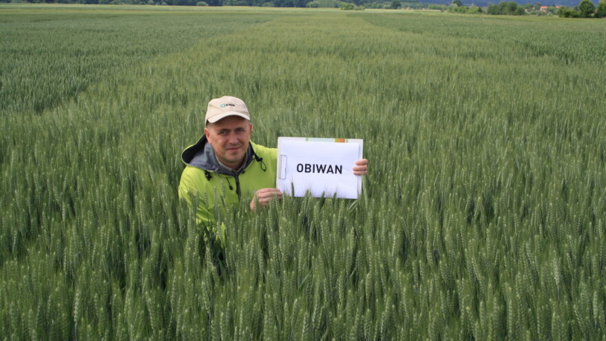 RWA sorta pšenice Obiwan dala 10,1 t/ha u Podravkinom pokusu