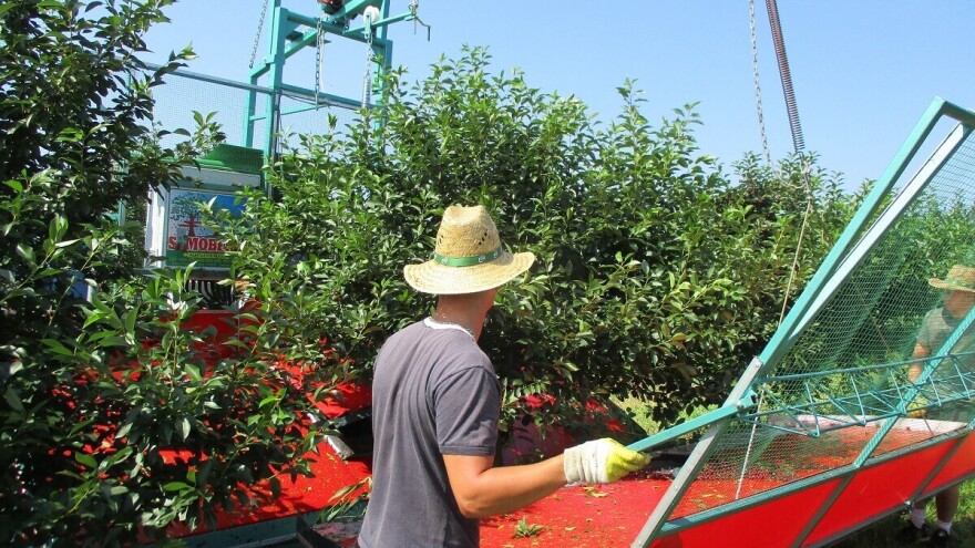 Prokuplje dobija veliku hladnjaču za voće?