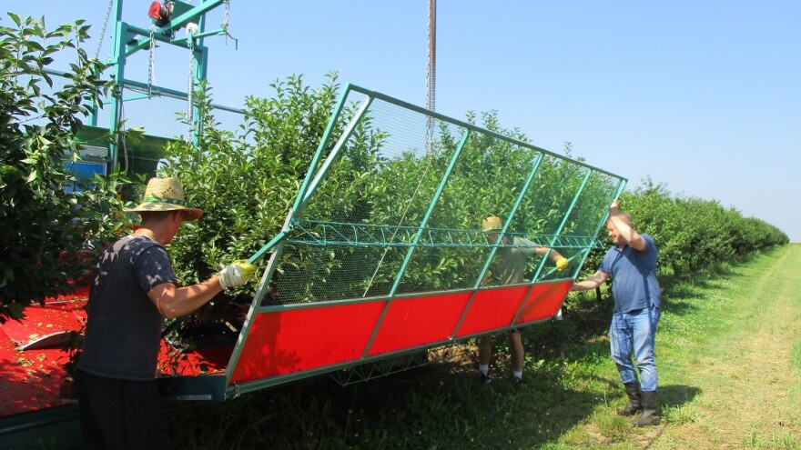 Prva berba višnje od evropskih para