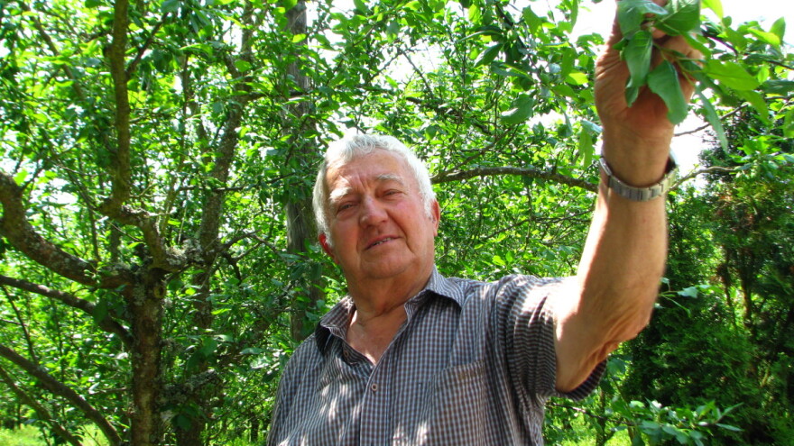 Rade Gabrić u osmoj deceniji sam vodi brigu o 2,5 hektara voćnjaka