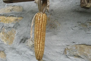 Šumadija: Kukuruza nema na trećini parcela